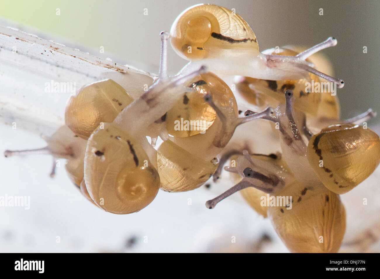Après l'ÉCLOSION DES ŒUFS, la collecte des escargots de bébé à se disperser DANS LA NATURE, DE GRANDS ESCARGOTS GRIS (Helix aspersa maxima), L'ESCARGOTIERE ferme aux escargots, Chaumont, ORNE (61), FRANCE Banque D'Images