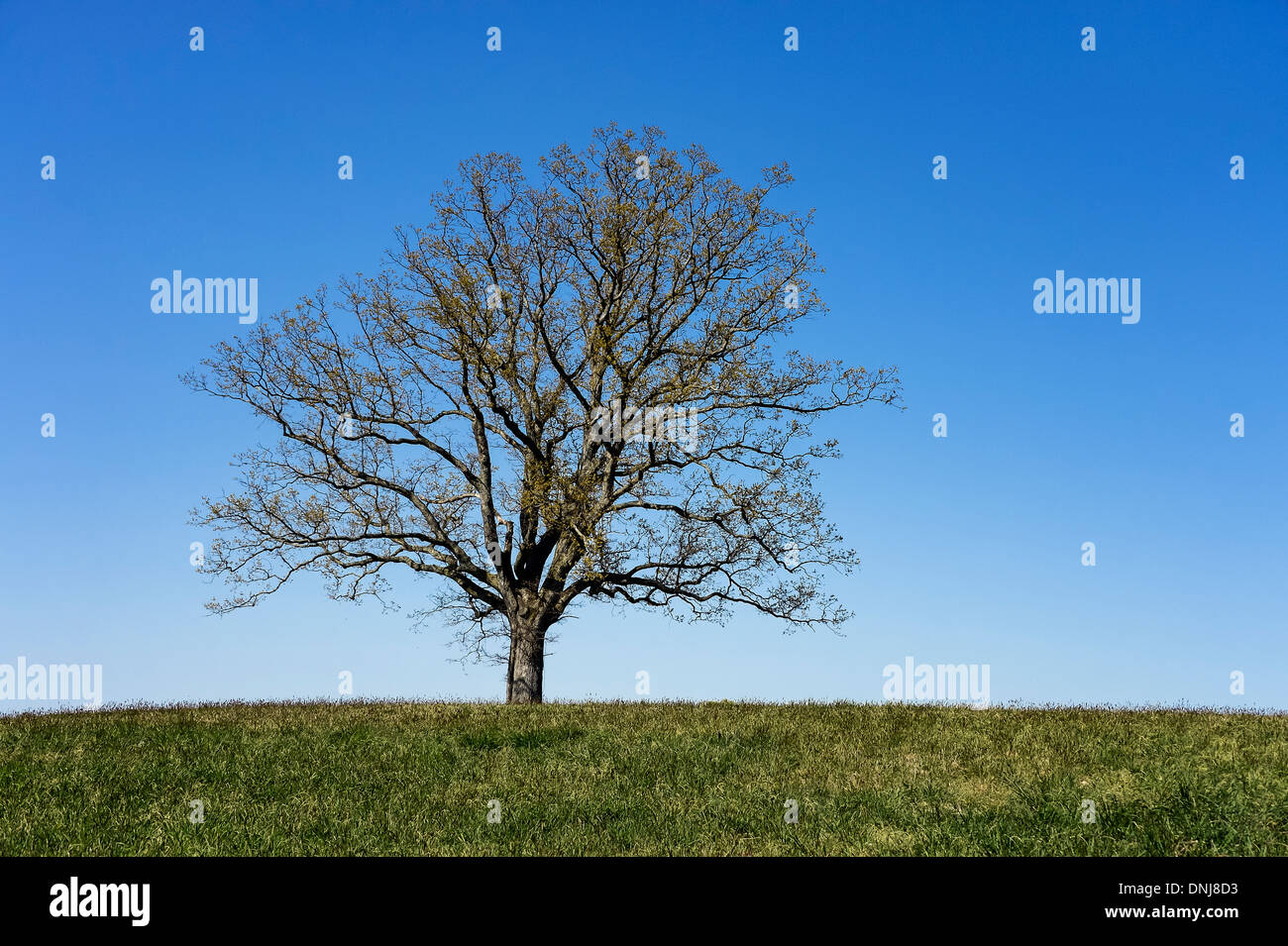 Seul arbre avec des bourgeons du printemps. Banque D'Images