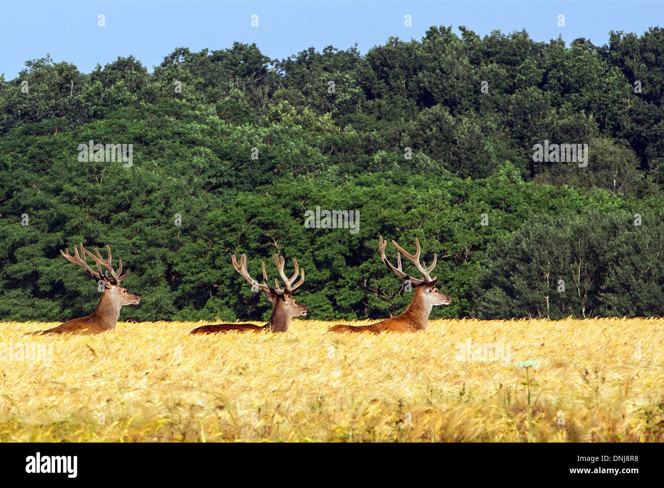 Trois CERFS DANS UN CHAMP DE BLÉ, dangers, Eure-et-Loir (28), FRANCE Banque D'Images