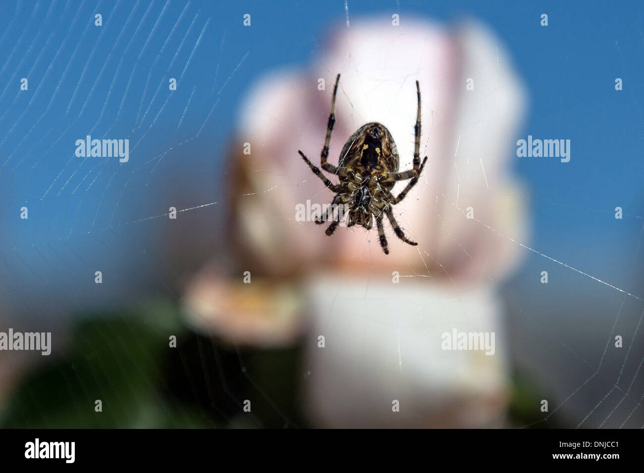 Son site Web araignée qui tisse autour d'une rose, FRANCE Banque D'Images