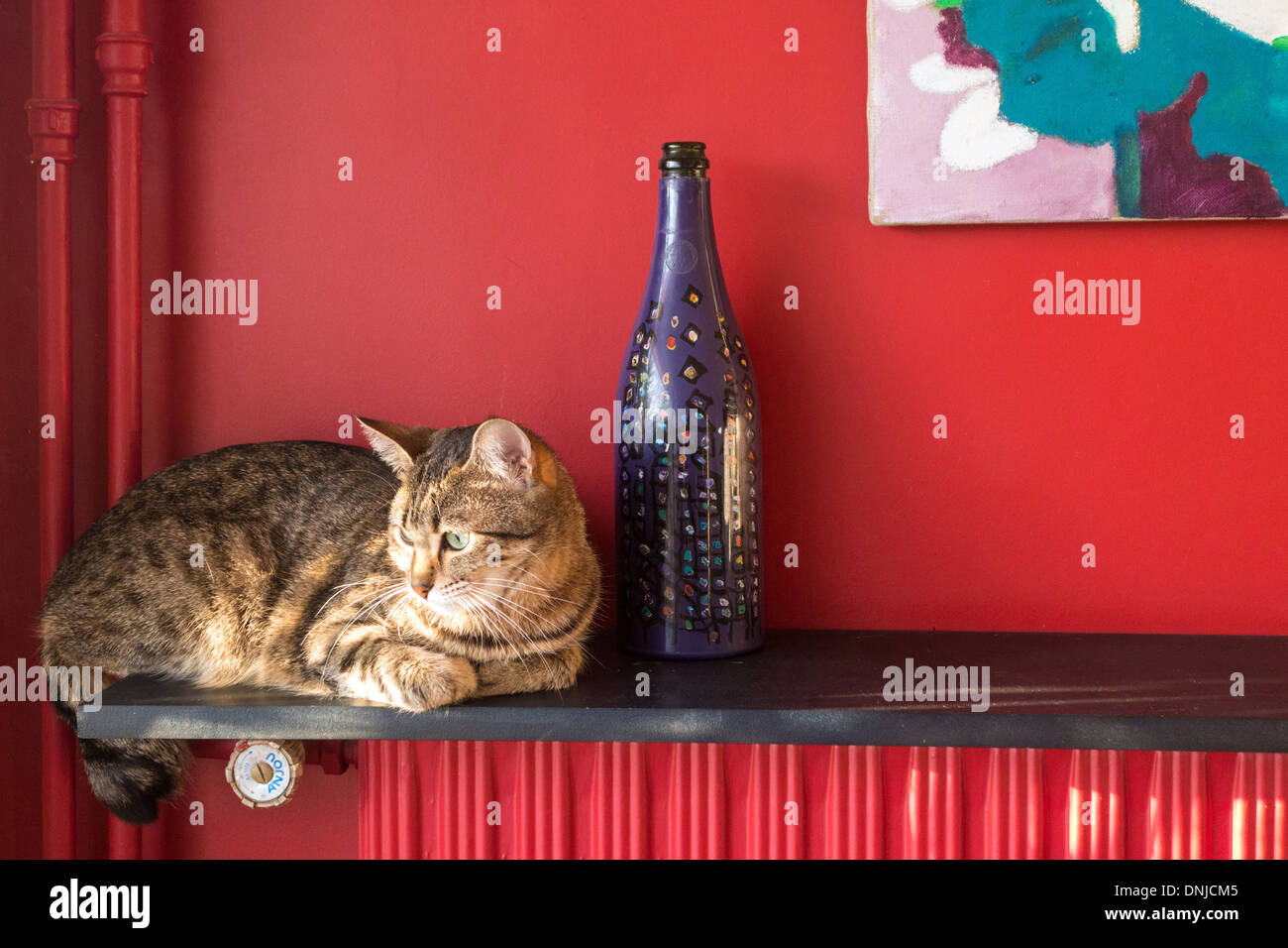 Chat dormant sur un radiateur dans un appartement, PARIS Banque D'Images