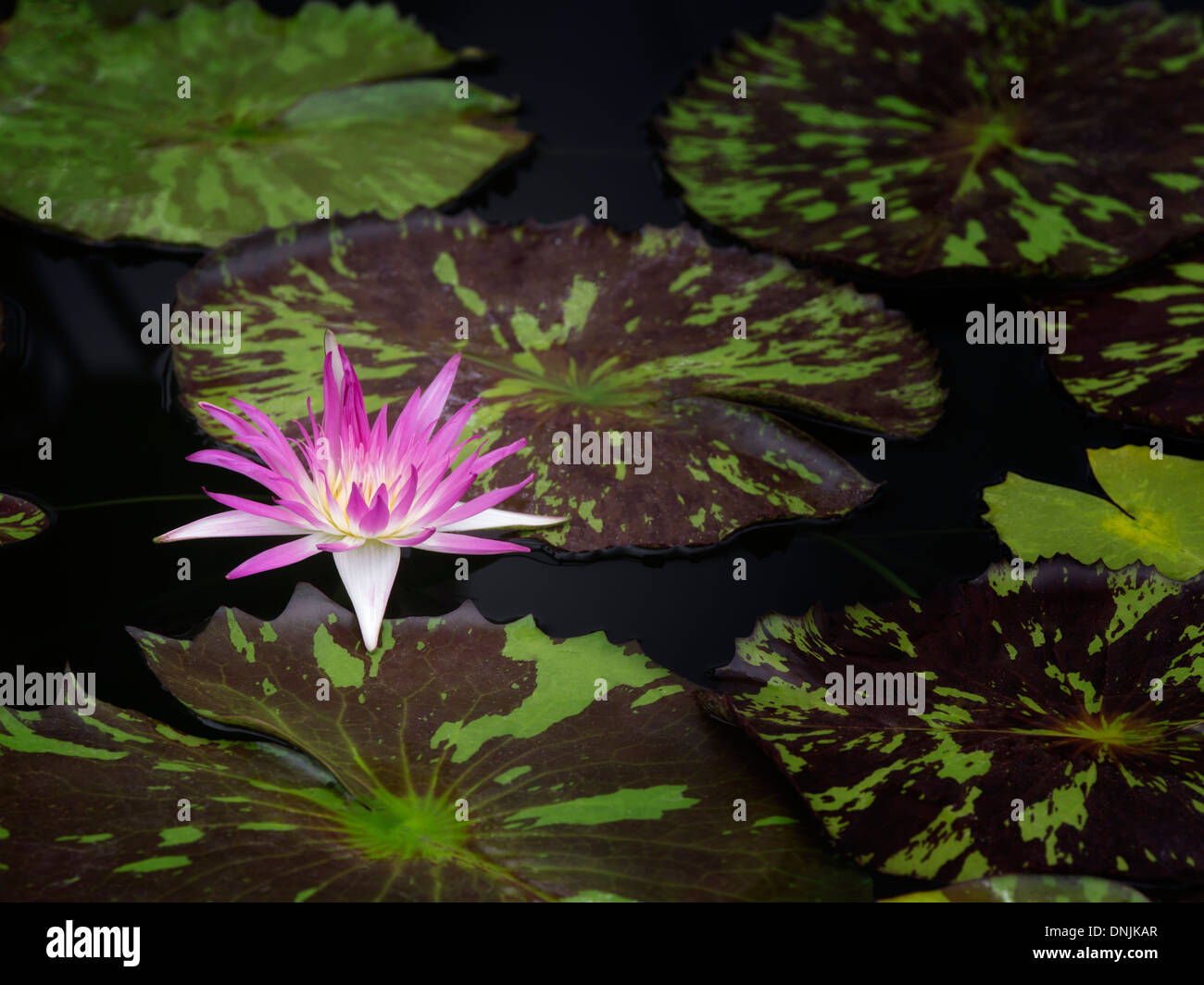 Fleur de lys d'eau tropicale et de feuilles. Oregon Banque D'Images