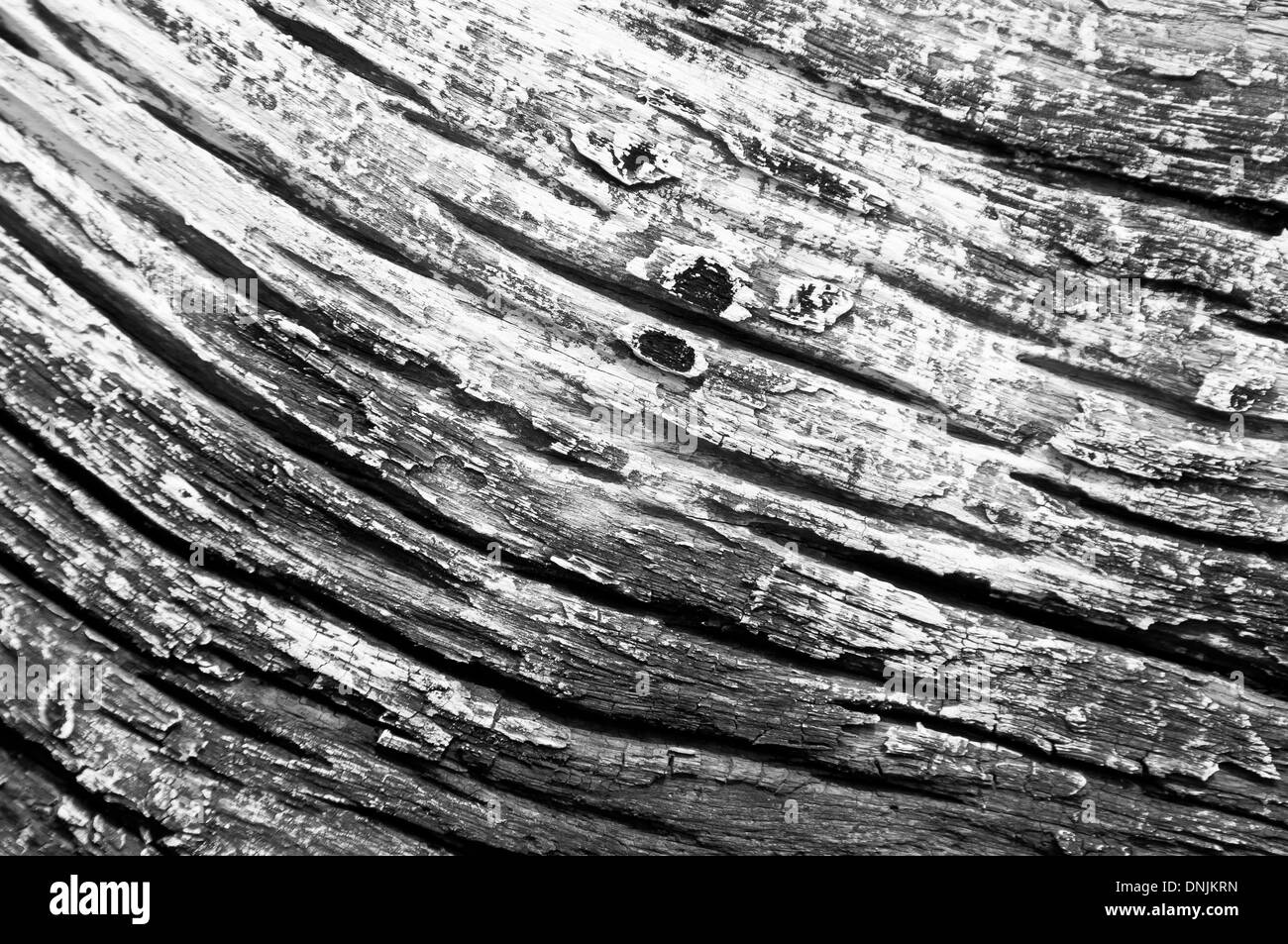 Arbre Sec bois texture background Banque D'Images