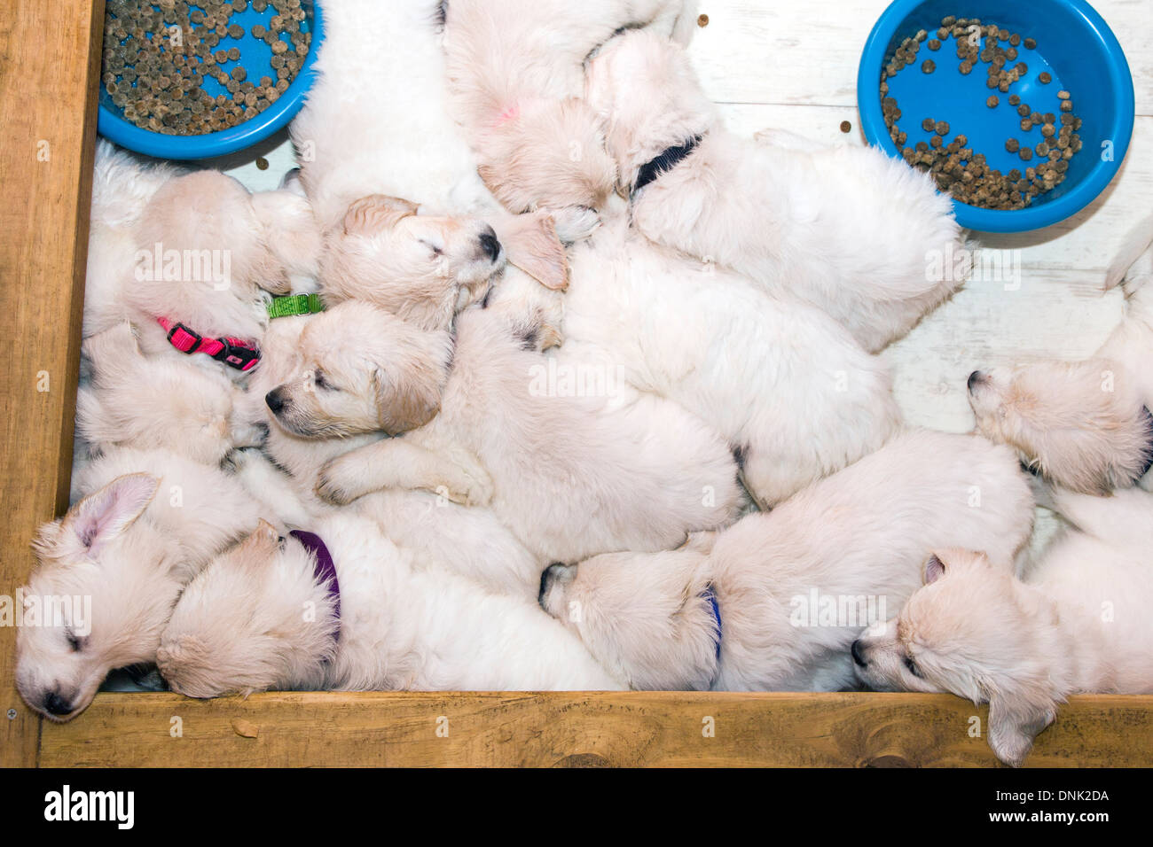 Chiots Golden Retriever de couleur platine (6 semaines) Banque D'Images