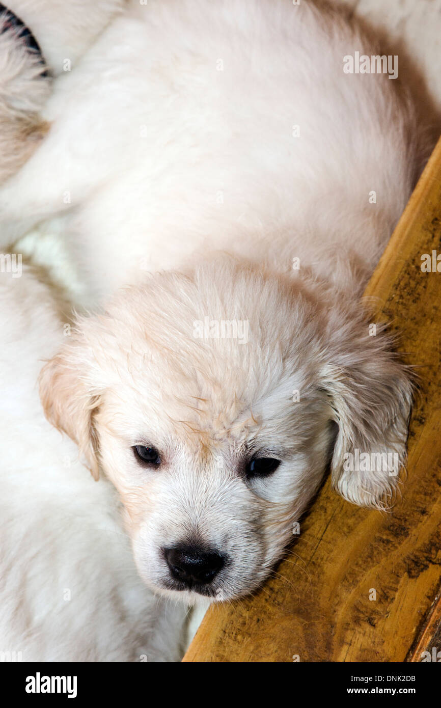 Chiots Golden Retriever de couleur platine (6 semaines) Banque D'Images