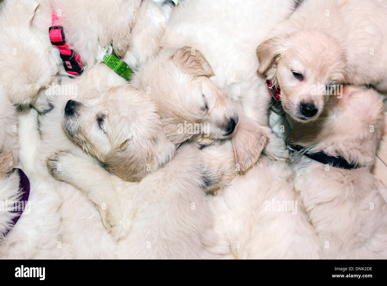 Chiots Golden Retriever de couleur platine (6 semaines) Banque D'Images
