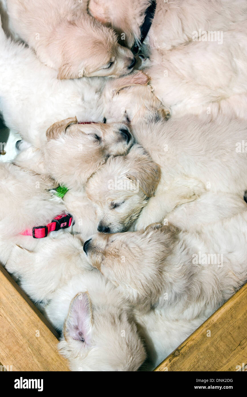 Chiots Golden Retriever de couleur platine (6 semaines) Banque D'Images