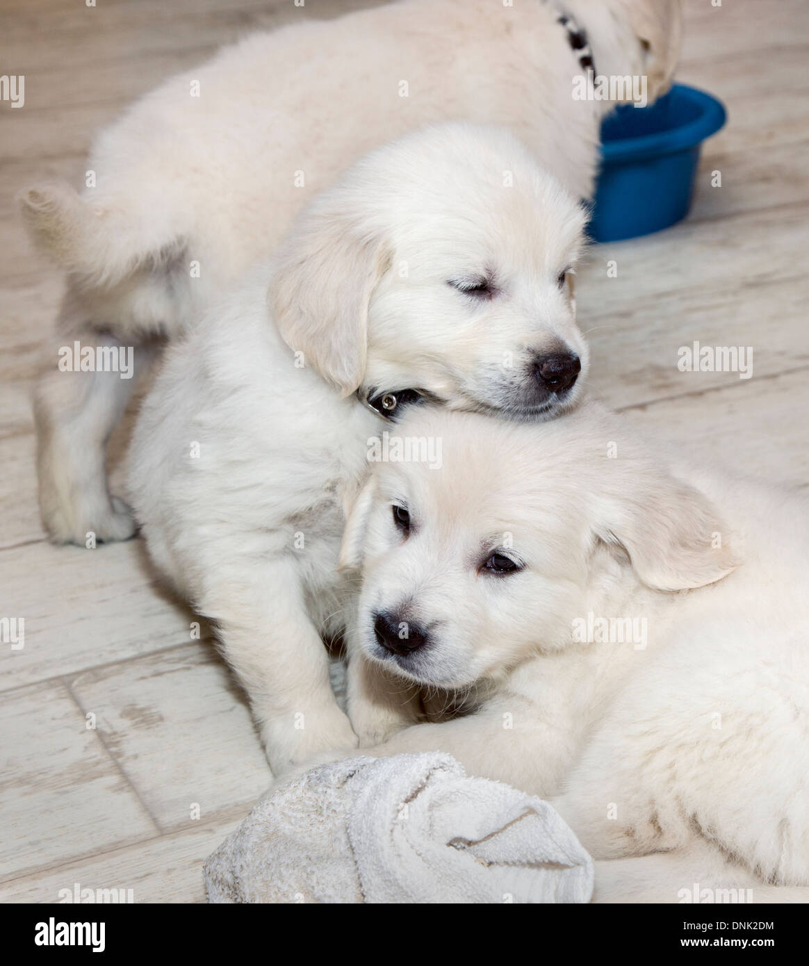 Chiots Golden Retriever de couleur platine (6 semaines) Banque D'Images