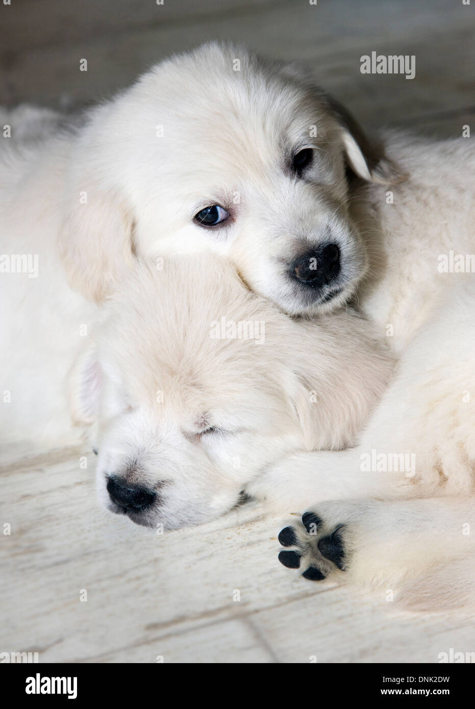 Chiots Golden Retriever de couleur platine (6 semaines) Banque D'Images