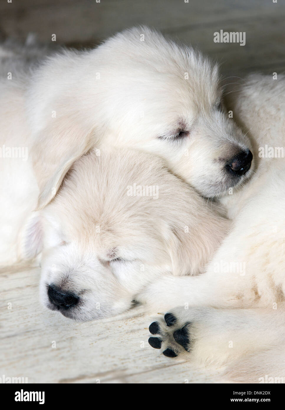 Chiots Golden Retriever de couleur platine (6 semaines) Banque D'Images