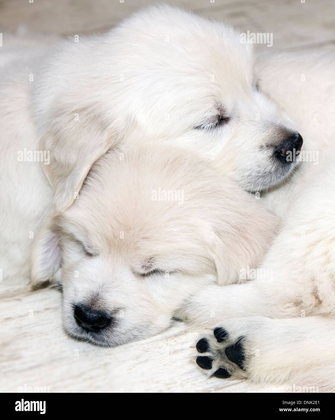 Chiots Golden Retriever de couleur platine (6 semaines) Banque D'Images