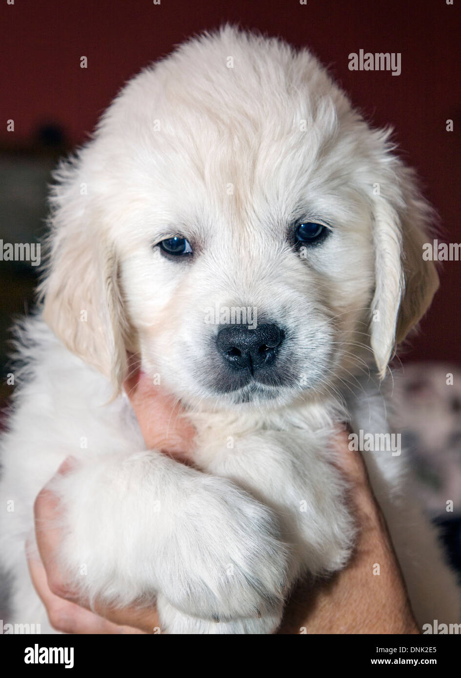 Chiots Golden Retriever de couleur platine (6 semaines) Banque D'Images
