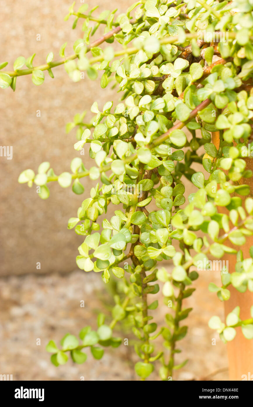 Portulacaria afra - Éléphant bush. Banque D'Images