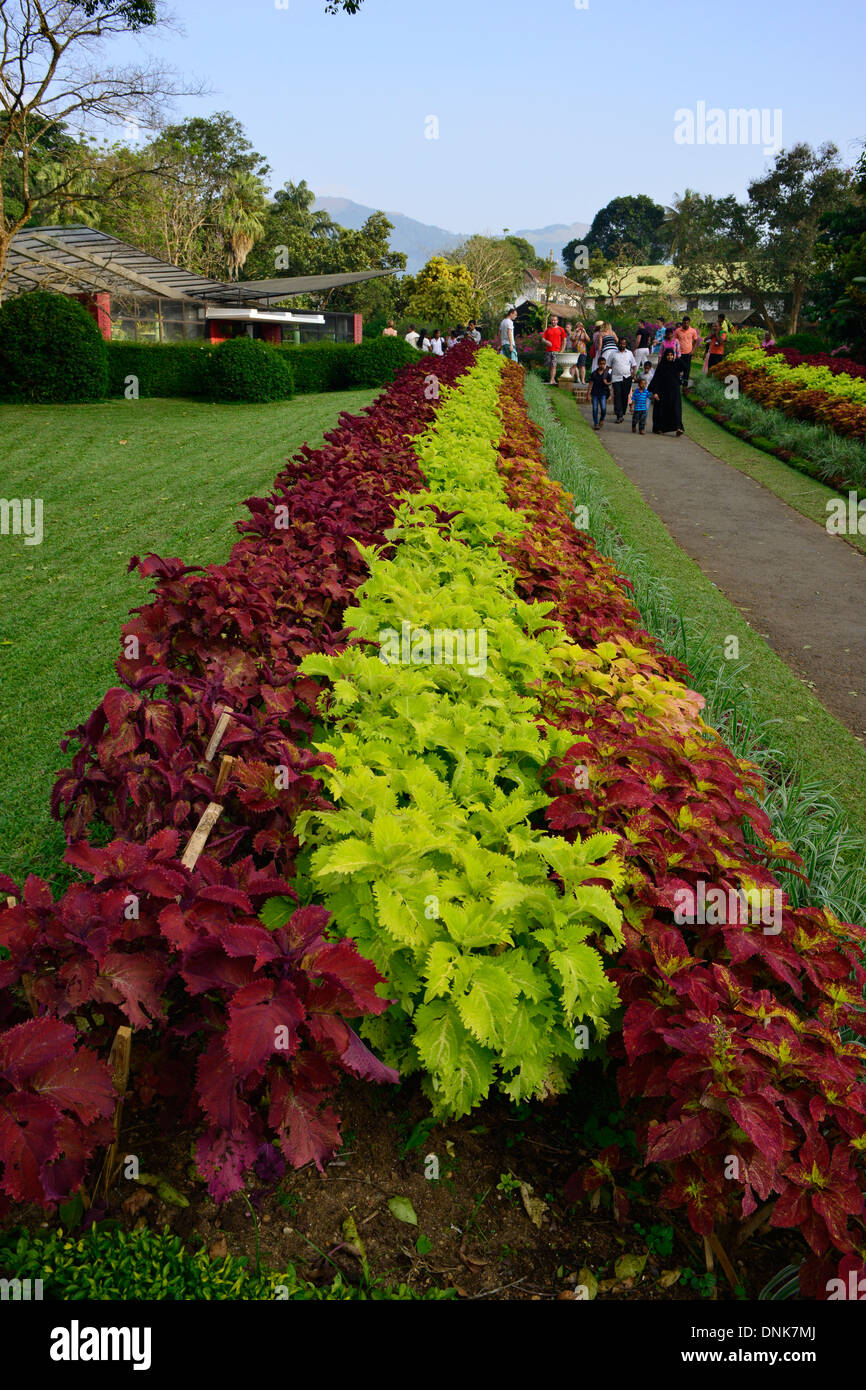 Jardins botaniques royaux, à Kandy. Sri Lanka Banque D'Images