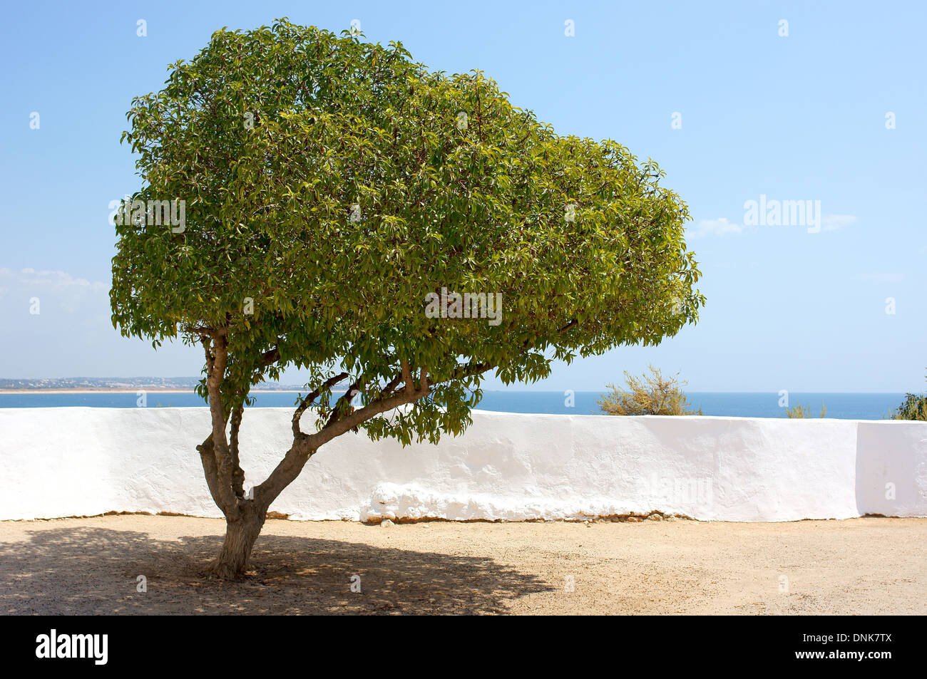 Lonely tree,mur et l'océan Algarve Portugal Banque D'Images