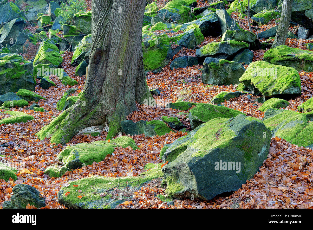 Boulder blocs recouverts de mousse verte dans la forêt Banque D'Images