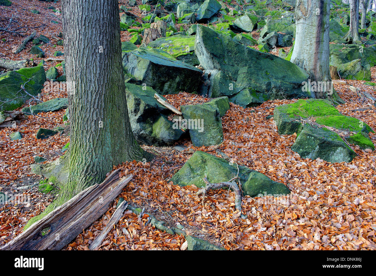 Boulder blocs recouverts de mousse verte dans la forêt Banque D'Images