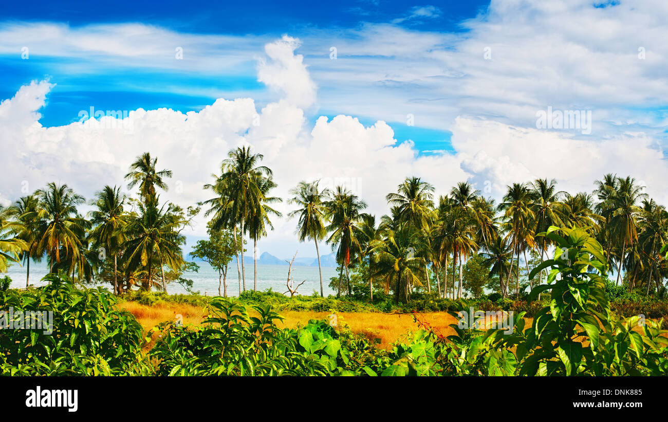 Plage tropicale avec palmiers, la mer d'Andaman, Thaïlande Banque D'Images