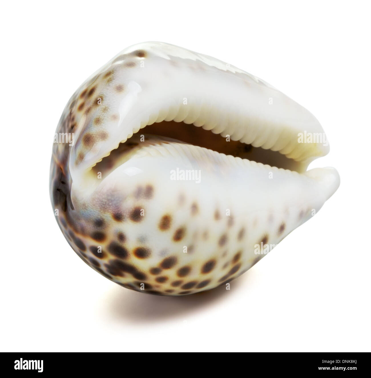 Belle sea shell, isolé sur fond blanc Banque D'Images