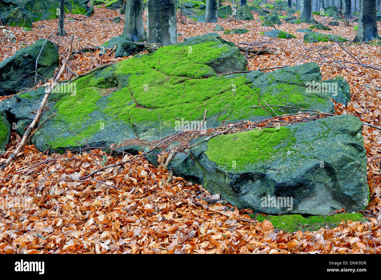 Boulder blocs recouverts de mousse verte dans la forêt Banque D'Images