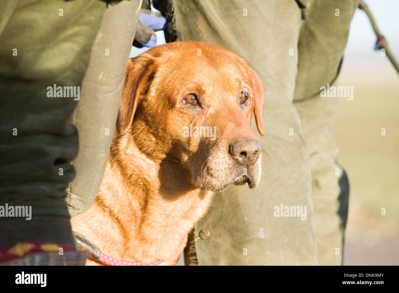 Un Golden Retriever du Labrador parmi les canons sur un faisan tourner en Angleterre Banque D'Images