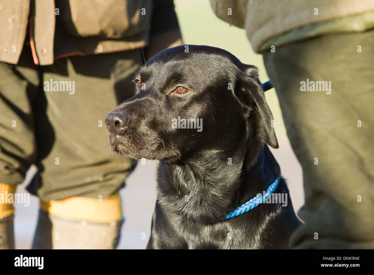 Un Labrador noir parmi les canons sur un faisan tourner en Angleterre Banque D'Images