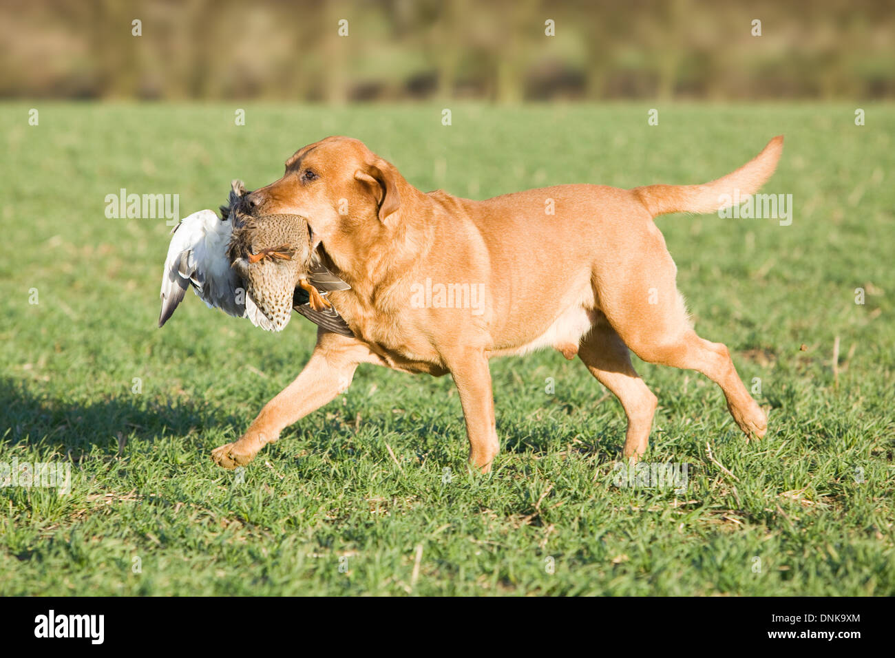 Un Golden Retriever du Labrador de l'extraction d'un canard sur un tournage en Angleterre Banque D'Images