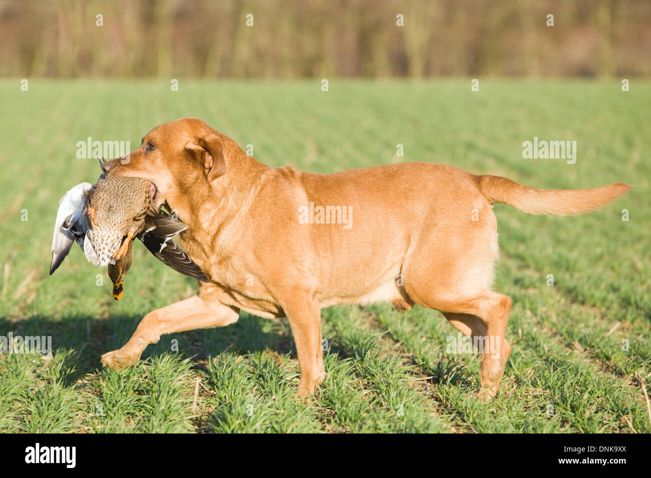 Un Golden Retriever du Labrador de l'extraction d'un canard sur un tournage en Angleterre Banque D'Images