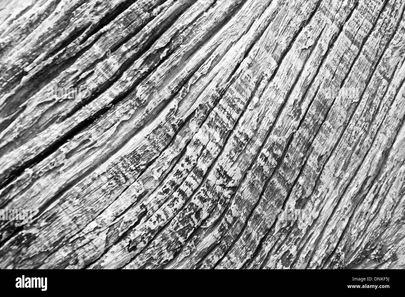 Arbre Sec bois texture background Banque D'Images
