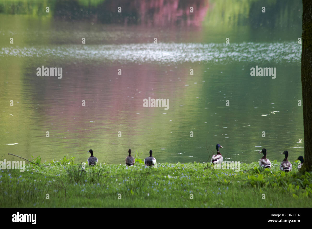 La position de l'eau pour les canards avec arbres se reflétant dans le lac en Juin Banque D'Images