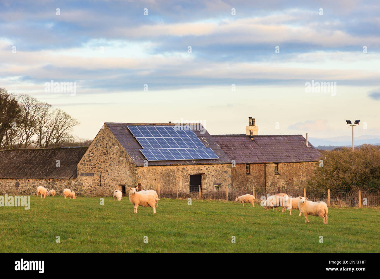 Des panneaux solaires sur le toit d'une vieille grange sur une ferme de moutons gallois rurales d'Anglesey, dans le Nord du Pays de Galles, Royaume-Uni, Angleterre Banque D'Images