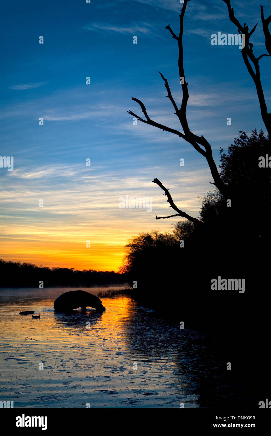Hippo (Hippopotamus amphibius ) silhouetté contre le soleil levant dans le lac Panique dans le parc national Kruger, Afrique du Sud Banque D'Images