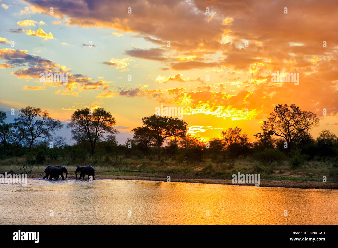 Au coucher du soleil de l'Afrique de l'emblématique Barrage Jones avec un troupeau d'éléphants dans le parc national Kruger en Afrique du Sud Banque D'Images