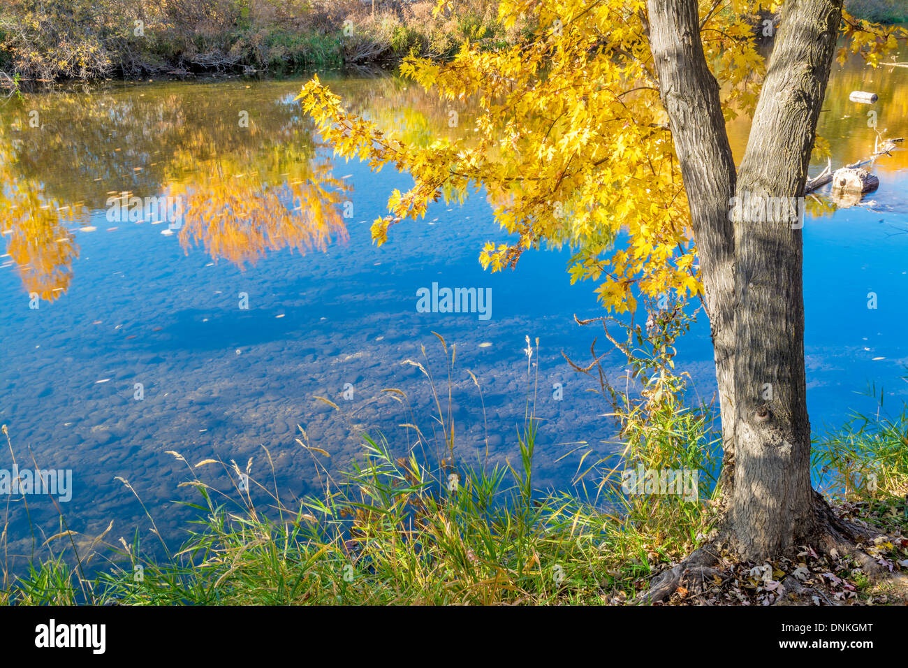 Couleurs d'automne dans les arbres d'un seul fleuve sauvage Banque D'Images