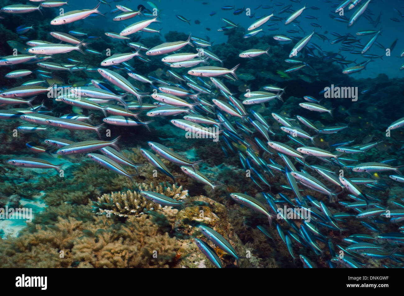 Fusilier (Pterocaesio tile Bluestreak) école sur les récifs coralliens. Les Maldives. Banque D'Images