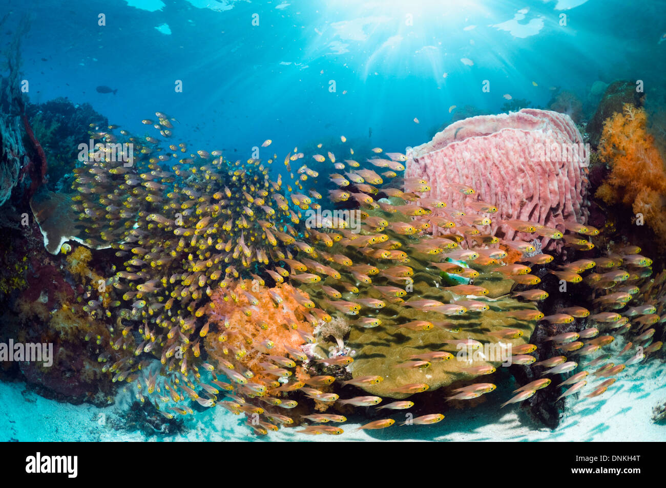 (Parapriacantus ransonetti balayeuses pygmée) sur les récifs coralliens dans les arbres de transmission de lumière solaire. Le Parc National de Komodo, en Indonésie. Banque D'Images