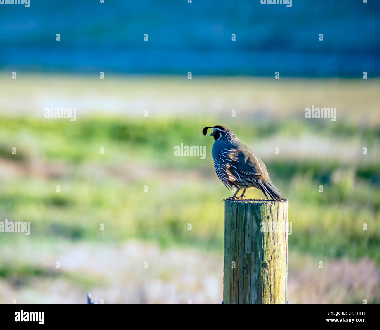 Les oiseaux sauvages, perché sur une clôture Banque D'Images