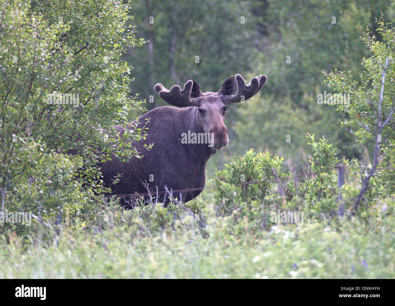 Elk eurasien (Moose) Banque D'Images