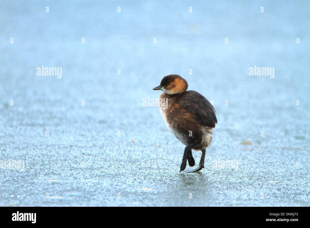 Grèbe castagneux Tachybaptus ruficollis marche sur la glace. Grèbe castagneux français : allemand : Zwergtaucher espagnol : Zampullín común. Banque D'Images