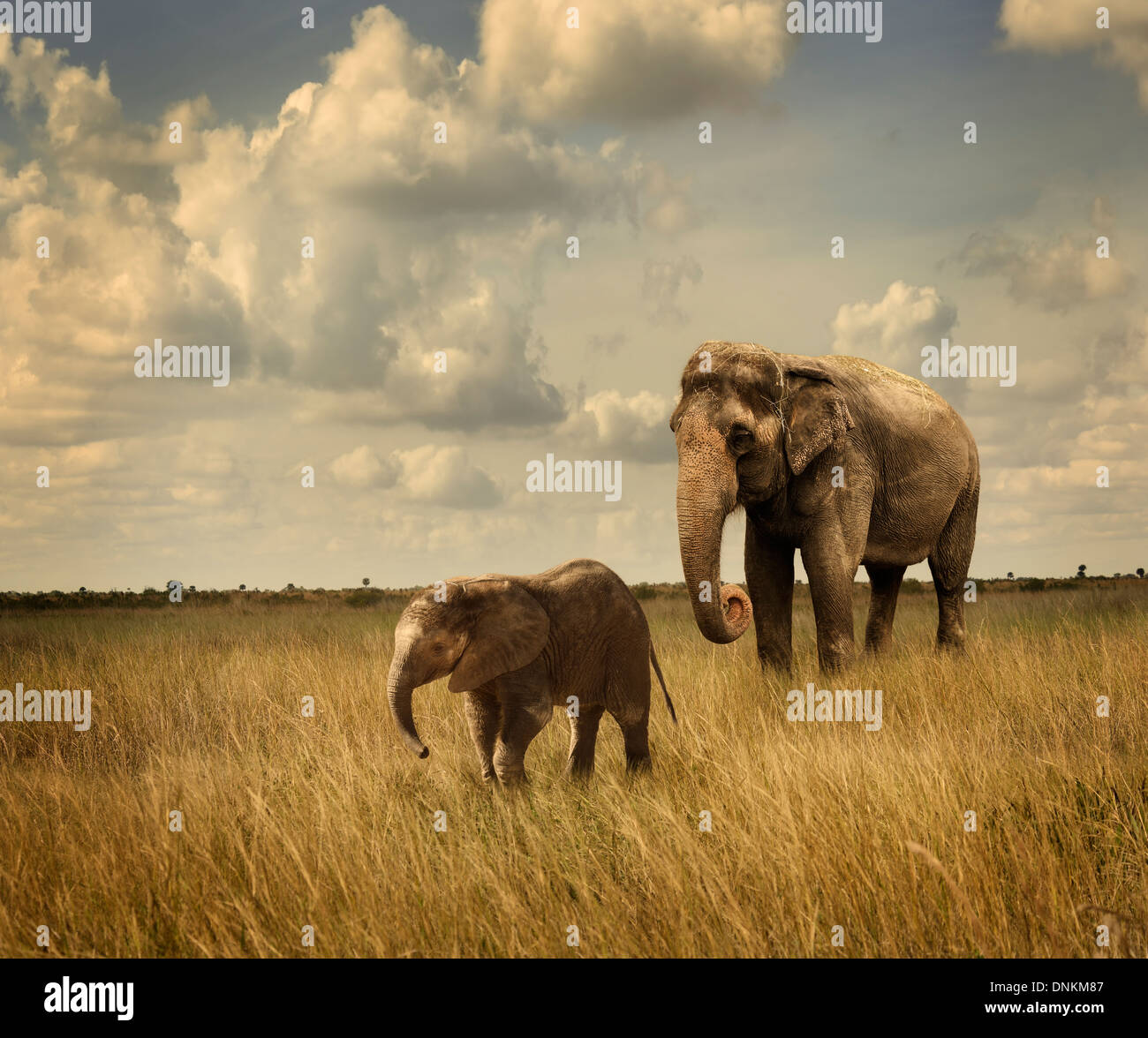 Mère et Bébé éléphants marchant à Banque D'Images