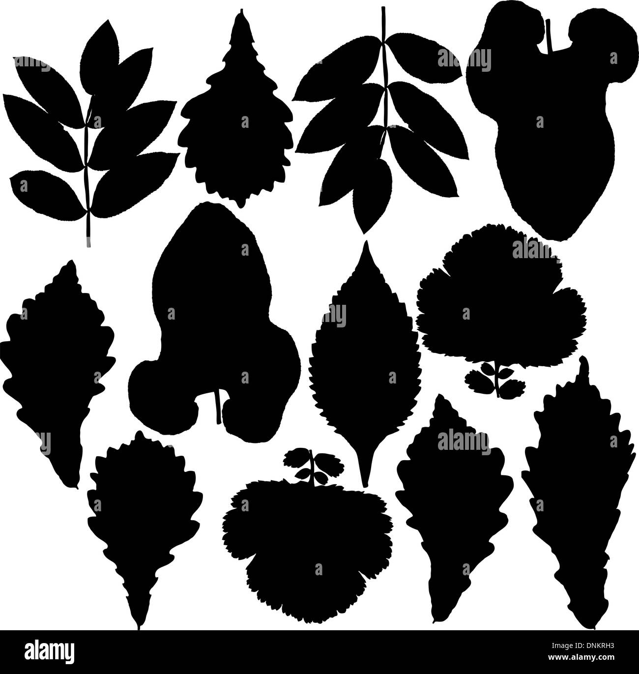 Jeu de silhouettes de feuilles. Chêne, frêne de montagne, bouleau, tremble, peuplier et l'aubépine. Isolé sur blanc. Illustrations vectorielles. Illustration de Vecteur