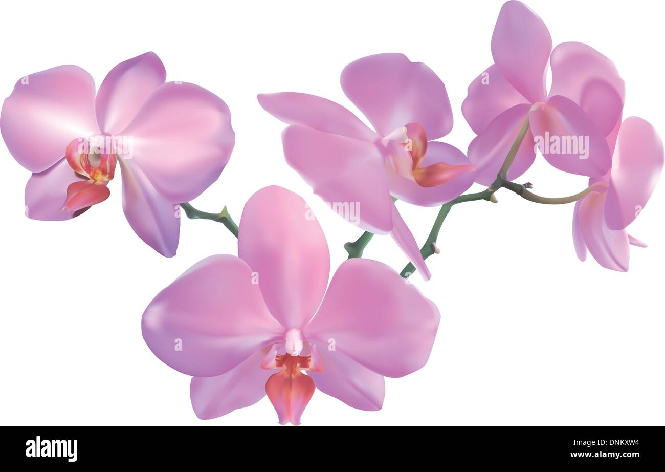 Illustration photo-réaliste d'une belle espèce d'orchidée. Créé avec mailles. Illustration de Vecteur