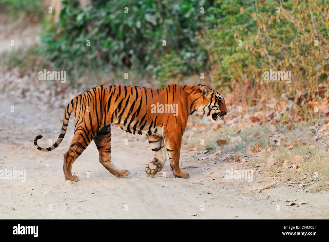 Un tigre du Bengale mâle rôdant à Jim Corbett Tiger Reserve, en Inde. ( Panthera tigris ) Banque D'Images