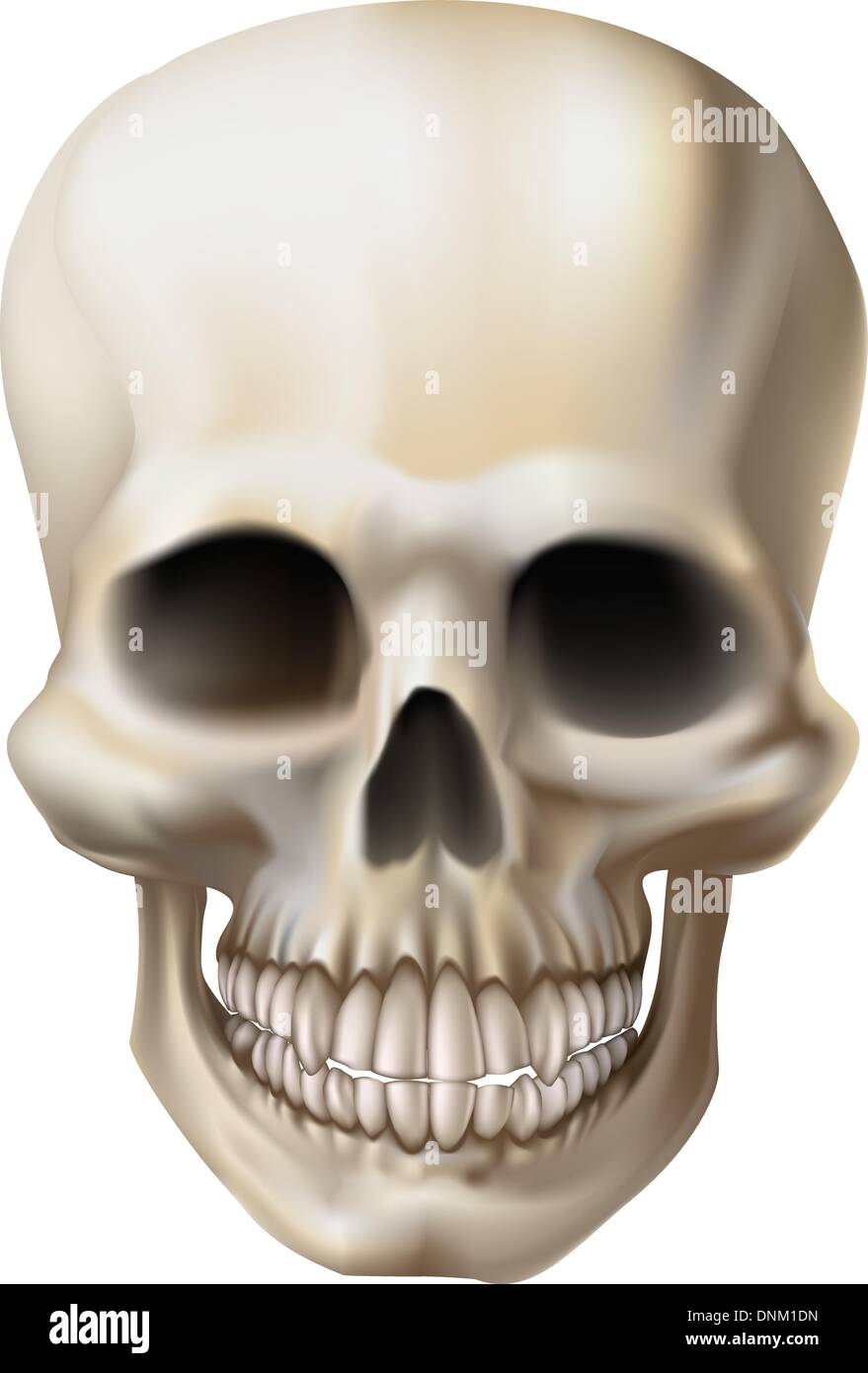 Une illustration d'un crâne humain Illustration de Vecteur