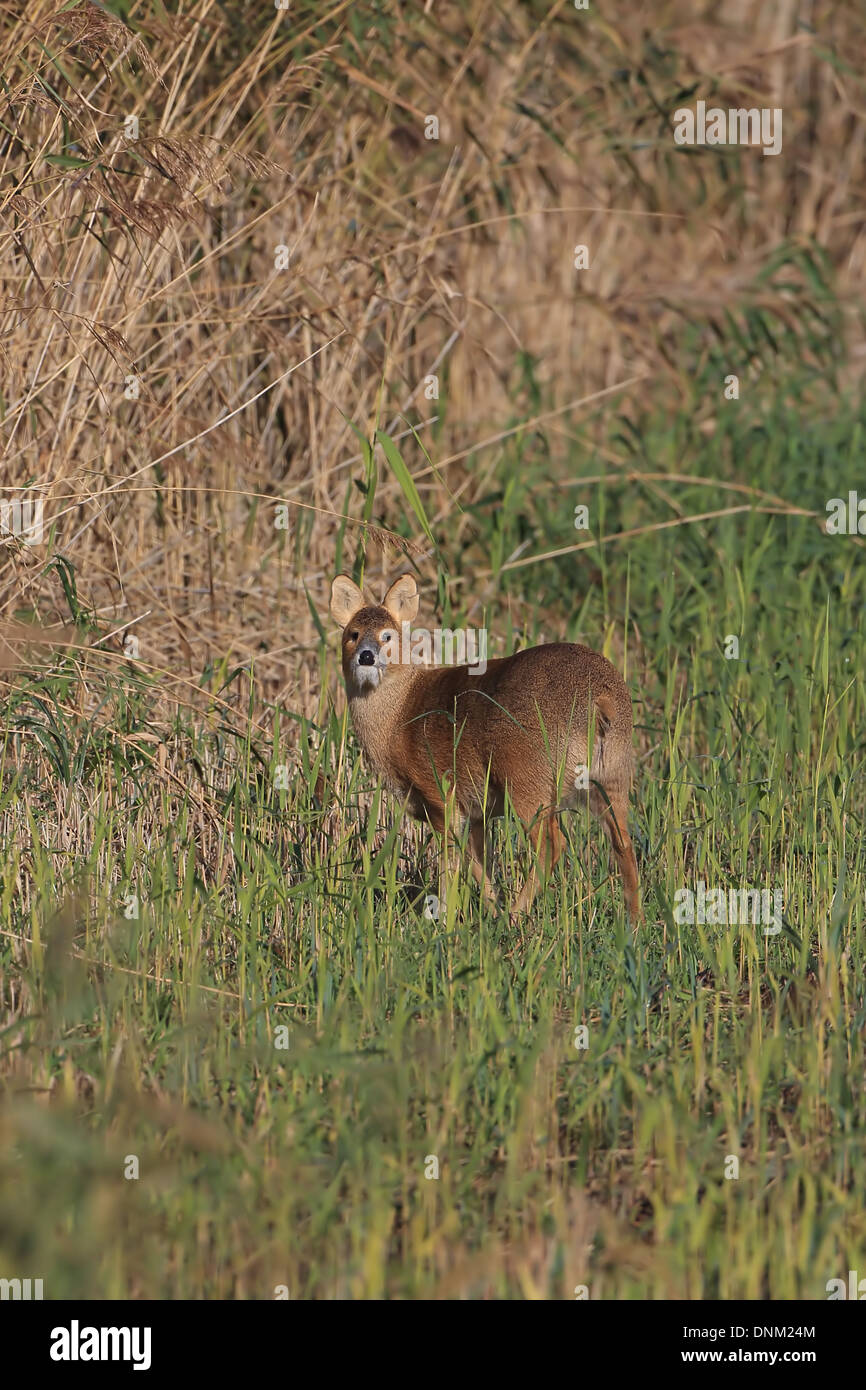 Cerfs d'eau chinois (Hydropotes inermis) Banque D'Images