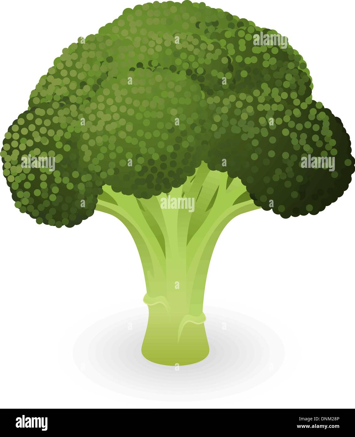 Illustration d'un morceau de brocoli vert frais Illustration de Vecteur