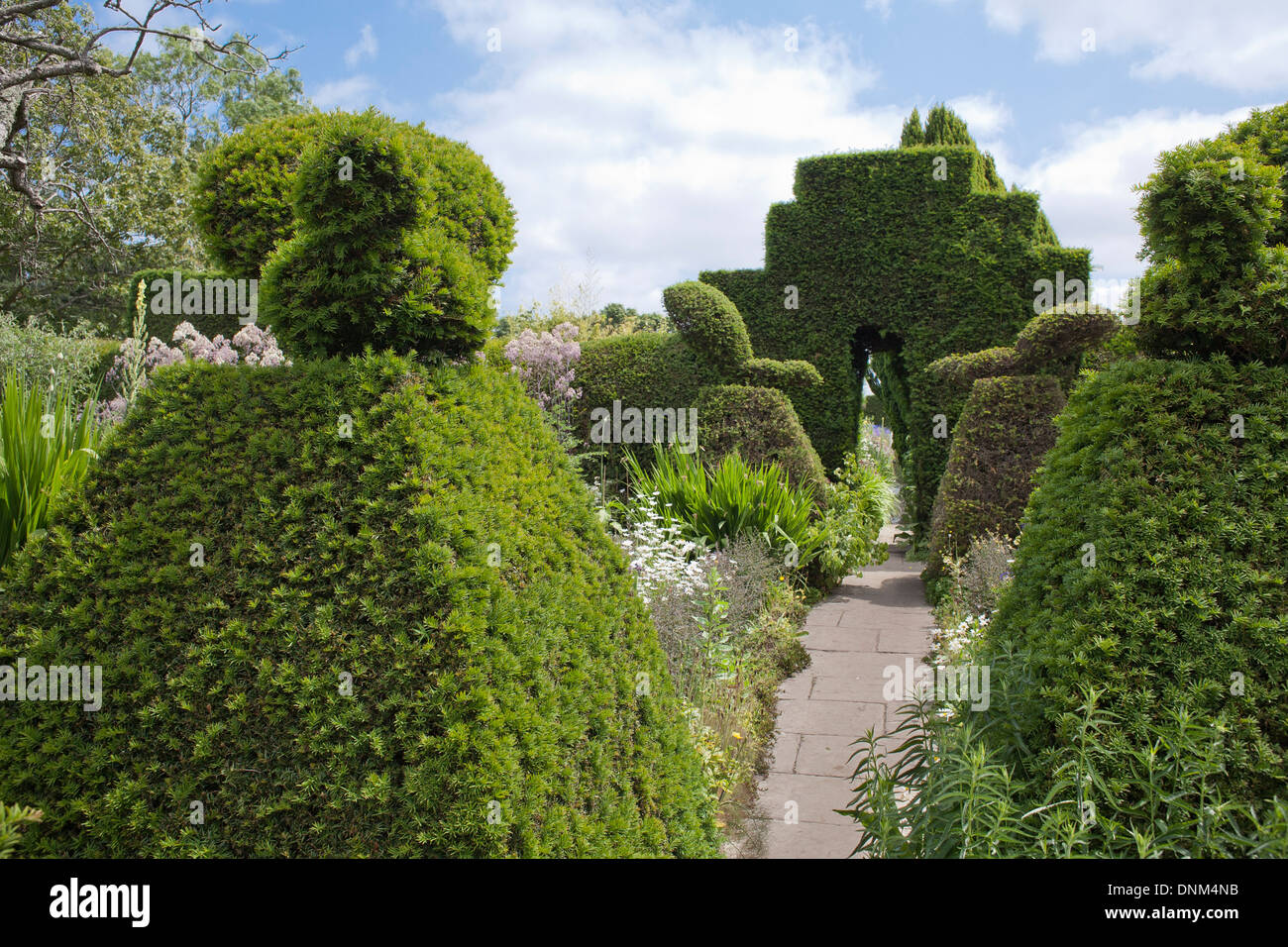 Topiary à Great Dixter UK. Banque D'Images