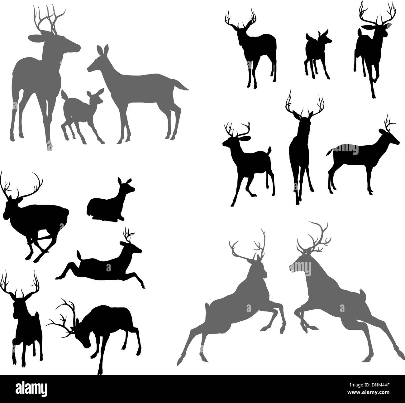Un ensemble de silhouettes de cerfs y compris le faon, biche d'argent et de cerfs dans diverses poses. Aussi un groupe de la famille posent deux cerfs et combats Illustration de Vecteur