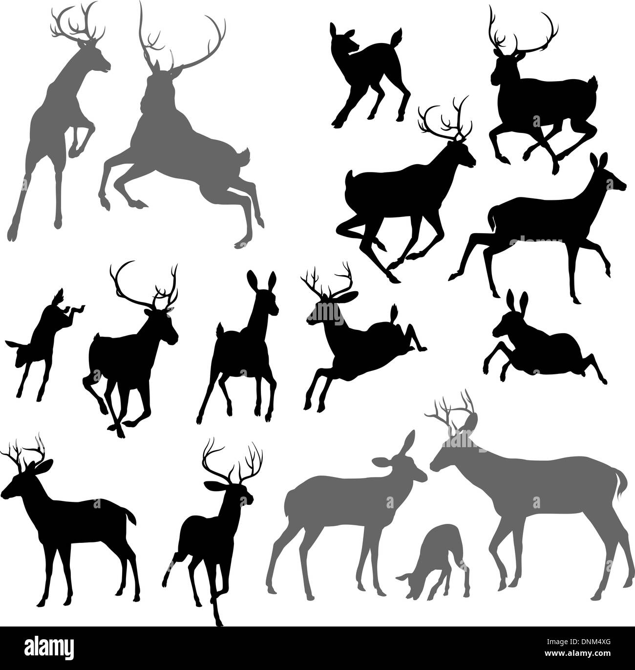 Silhouette deer fawn, y compris doe bucks et Stag. Deux cerfs aussi lutter contre un groupe de famille et Illustration de Vecteur
