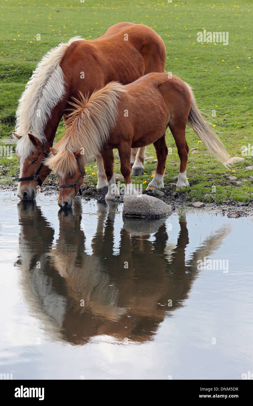 Village, Allemagne, Prangenberg Haflinger poney Shetland et boire d'un étang Banque D'Images